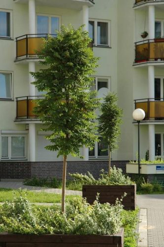 Jarzębina czerwona FASTIGIATA