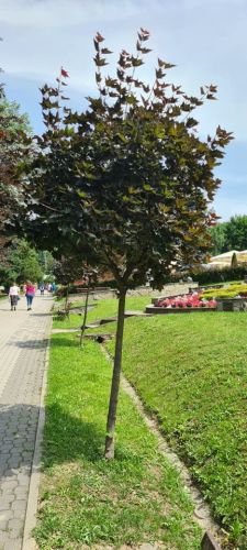 Klon pospolity CRIMSON KING - 110 cm