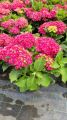 Hortensja Ogrodowa 'Curly Sparkle Hot Pink'