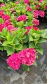 Hortensja Ogrodowa HOT RED PURPLE