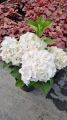 Hortensja Ogrodowa Saxon Bright White