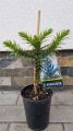 ARAUCARIA chilijska niezwykle oryginalna