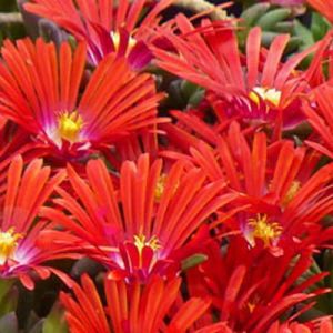 Słonecznica SUNDELLA RED