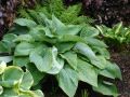 Funkia-Hosta T-REX