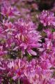 Azalia wielkokwiatowa WESTERN LIGHTS