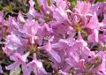 Azalia wielkokwiatowa WESTERN LIGHTS