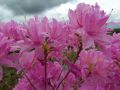 Azalia wielkokwiatowa WESTERN LIGHTS