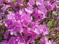 Azalia wielkokwiatowa WESTERN LIGHTS