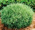 Thuja MR BOWLIG BALL
