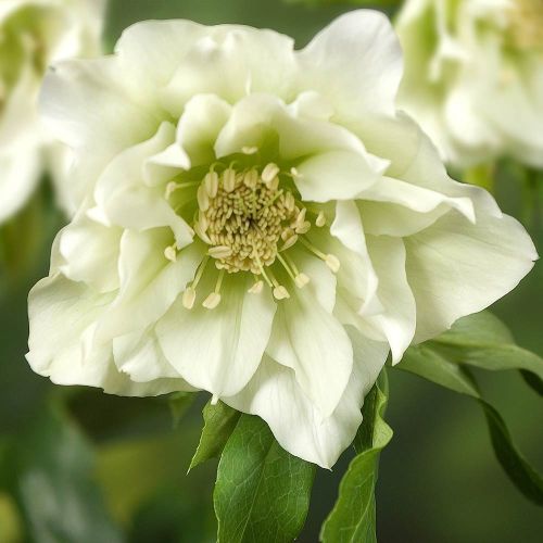 Ciemiernik DOUBLE ELLEN WHITE
