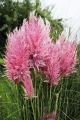 Trawa pampasowa PINK FEATHER