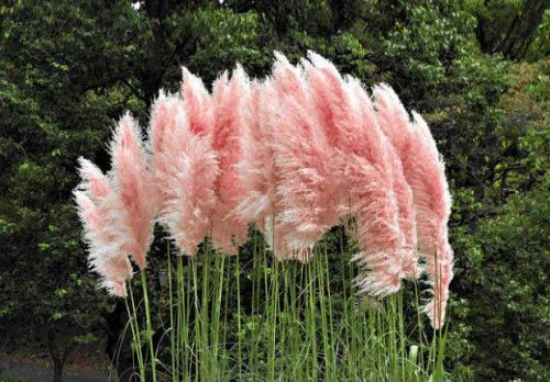 Trawa pampasowa PINK FEATHER