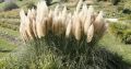 Trawa pampasowa WHITE FEATHER (
