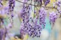 Wisteria Kwiecista LUDWIK LAWIN