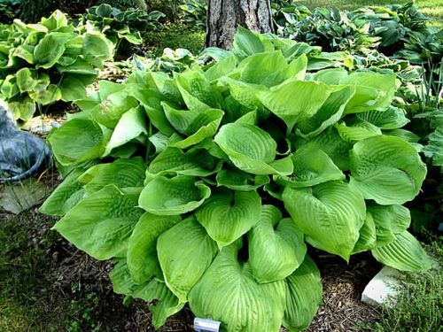 Funkia - Hosta SUM & SUBSTANCE