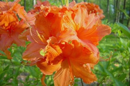 AZALIA wielkokwiatowa ORANGEADE