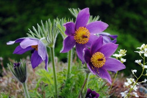 Sasanka Zwyczajna DARK BLUE VIOLET