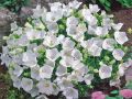 Dzwonek Karpacki PEARL WHITE
