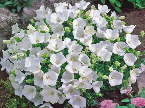 Dzwonek Karpacki PEARL WHITE