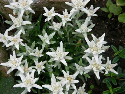 Szarotka Alpejska EVEREST