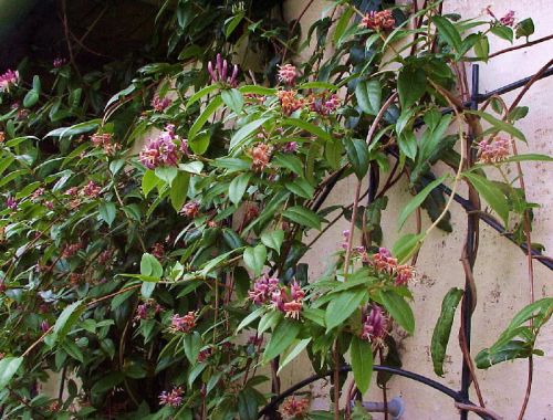 Wiciokrzew zimnozielony HENRIEGO