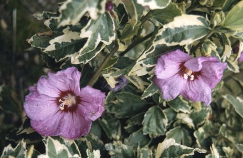 Hibiskus Variegata szczepiony