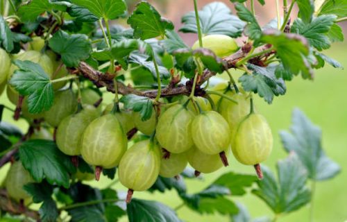 Agrest TRIUMF BIAŁY - krzew w doniczce