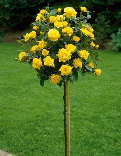 Róża ŻÓŁTA - na pniu