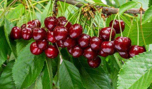 Czereśnia KORDIA w doniczce