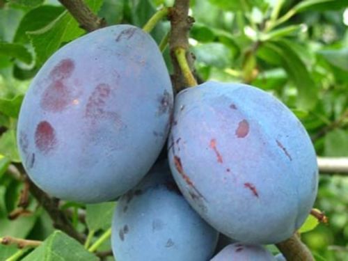 Śliwa CACANSKA NAJBOLIA w doniczce