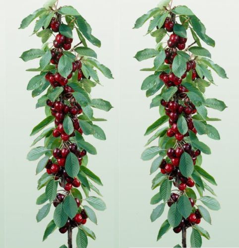 Wiśnia Kolumnowa NANA