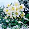 Ciemiernik Wschodni CROWN SNOW WHITE