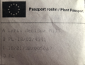 Modrzew Europejski