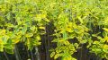 Trzmielina GOLD na pniu 100-120 cm