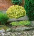 Trzmielina GOLD na pniu 100-120 cm