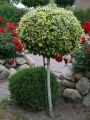 Trzmielina GOLD na pniu 100-120 cm