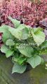 Hortensja Ogrodowa HOT RED PURPLE