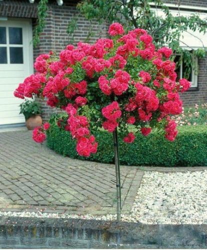 Róża ZWISAJĄCA różowa - na pniu