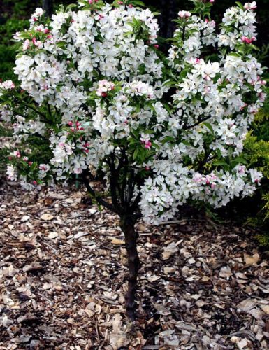 Jabłoń japońska POM ZAI w doniczce