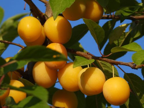 Śliwa MIRABELKA z Nansy w doniczce