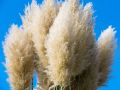 Trawa pampasowa WHITE FEATHER