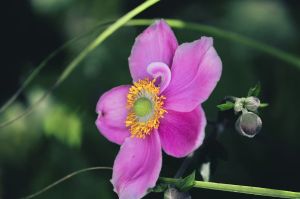 Zawilec ANABELLE DEEP ROSE