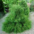 Thuja FILIFORMIS