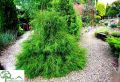 Thuja FILIFORMIS