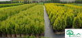 Thuja FILIFORMIS