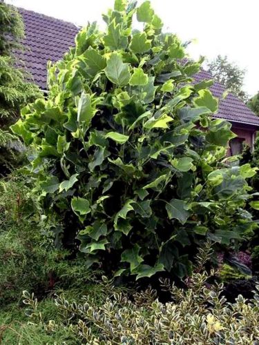 Tulipanowiec Amerykański AUREOMARGINATUM