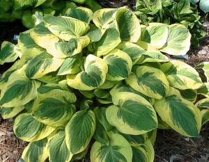 Funkia - HOSTA CARNIVAL
