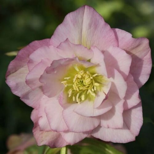 Ciemiernik DOUBLE ELLEN PINK