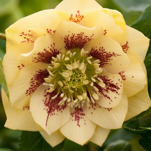 Ciemiernik DOUBLE ELLEN Yellow