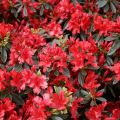 Azalia Hot Shot Variegata